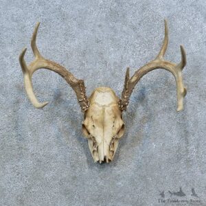Whitetail Deer Skull Antler European Mount For Sale #15367 @ The Taxidermy Store
