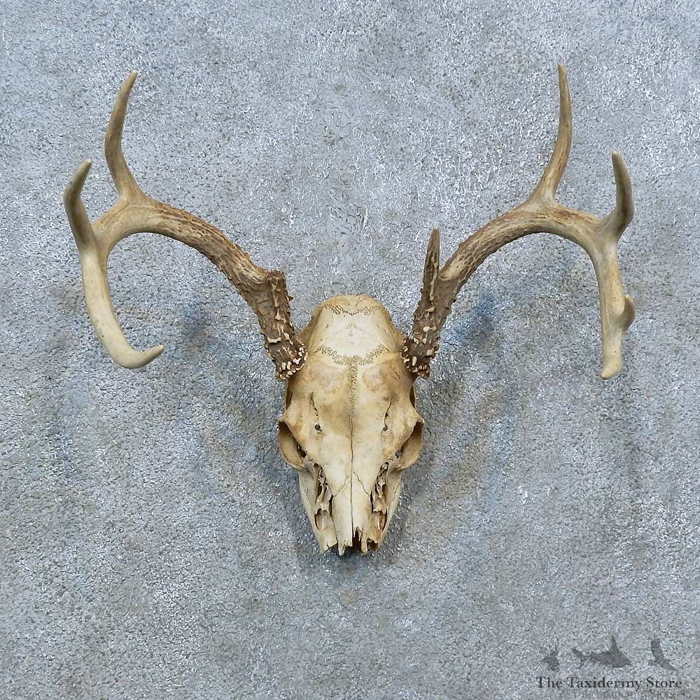 Whitetail Deer Skull Antler European Mount For Sale #15367 @ The Taxidermy Store
