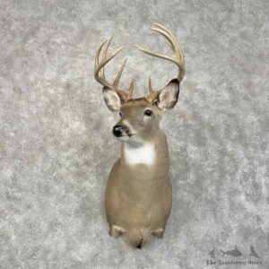 Whitetail Deer Shoulder Mount For Sale #31416 @ The Taxidermy Store