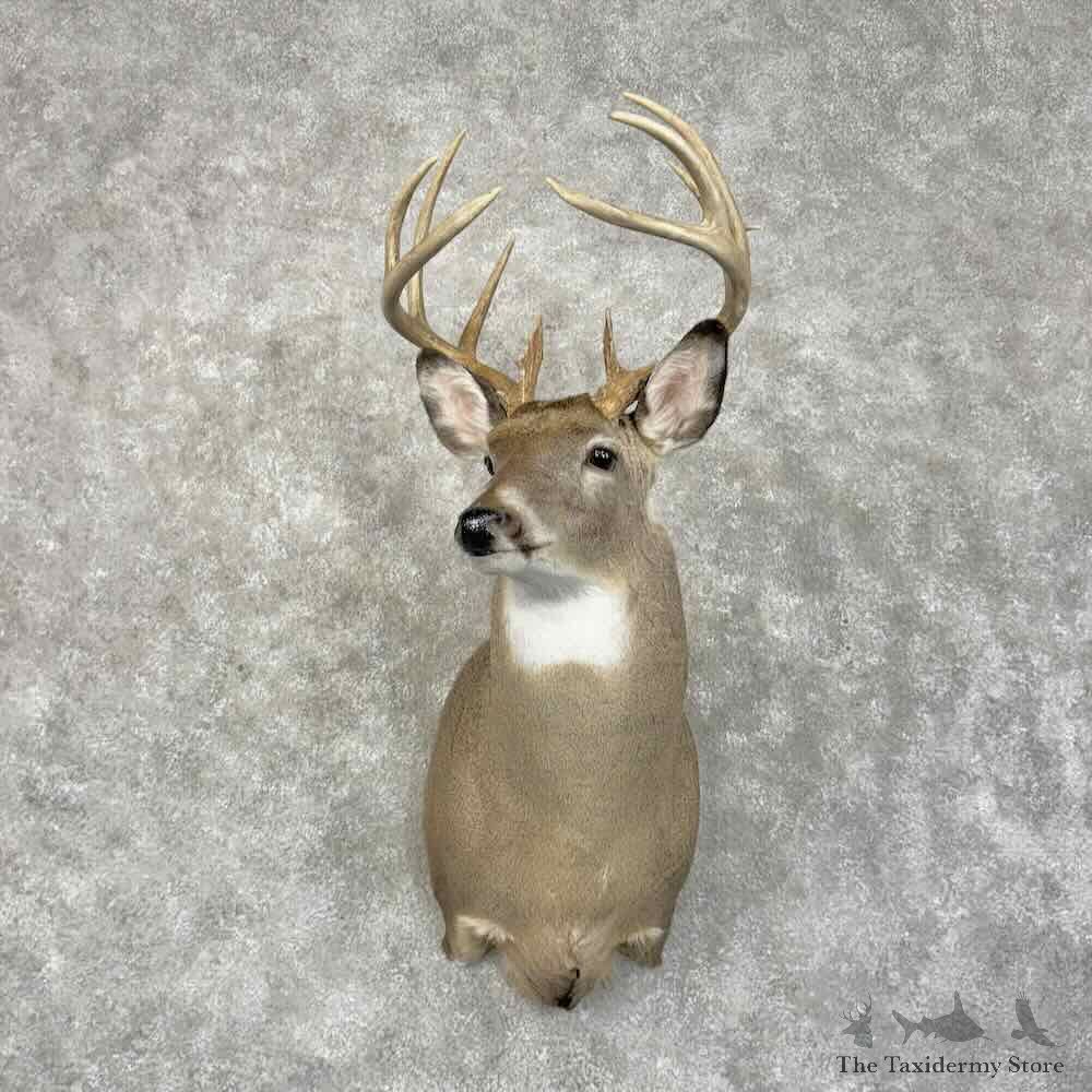 Whitetail Deer Shoulder Mount For Sale #31416 @ The Taxidermy Store