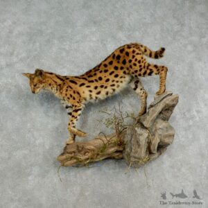 African Serval Life-Size Mount For Sale #17031 @ The Taxidermy Store