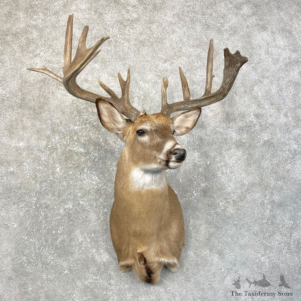 Whitetail Deer Shoulder Taxidermy Mount For Sale #24616 @ The Taxidermy Store