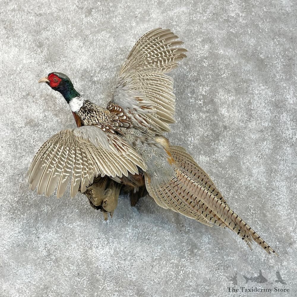 Ringneck Pheasant Bird Mount For Sale #28515 @ The Taxidermy Store