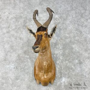 Red Cape Hartebeest Shoulder Mount For Sale #26833 @ The Taxidermy Store