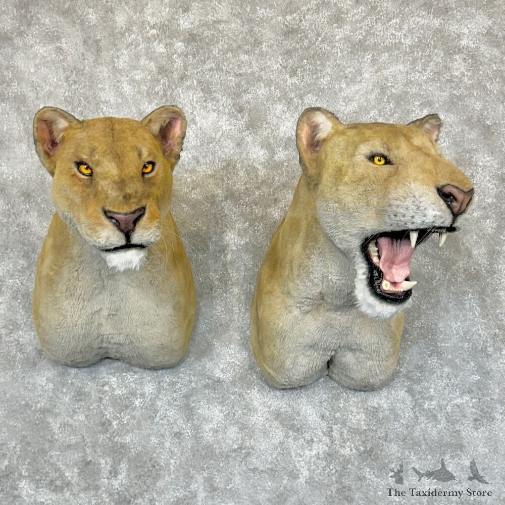 Reproduction Lions of Tsavo Pair For Sale #29168 @ The Taxidermy Store