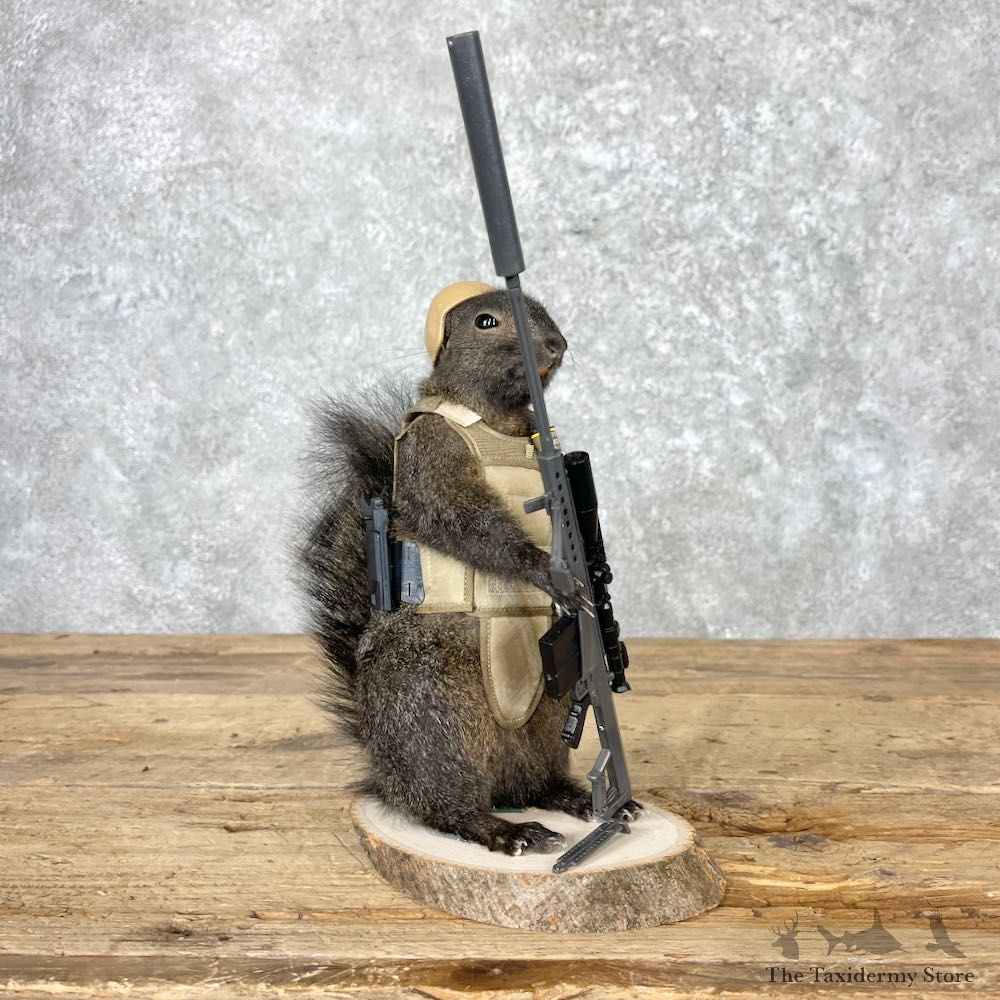 Sniper Squirrel Novelty Mount For Sale #27025 - The Taxidermy Store