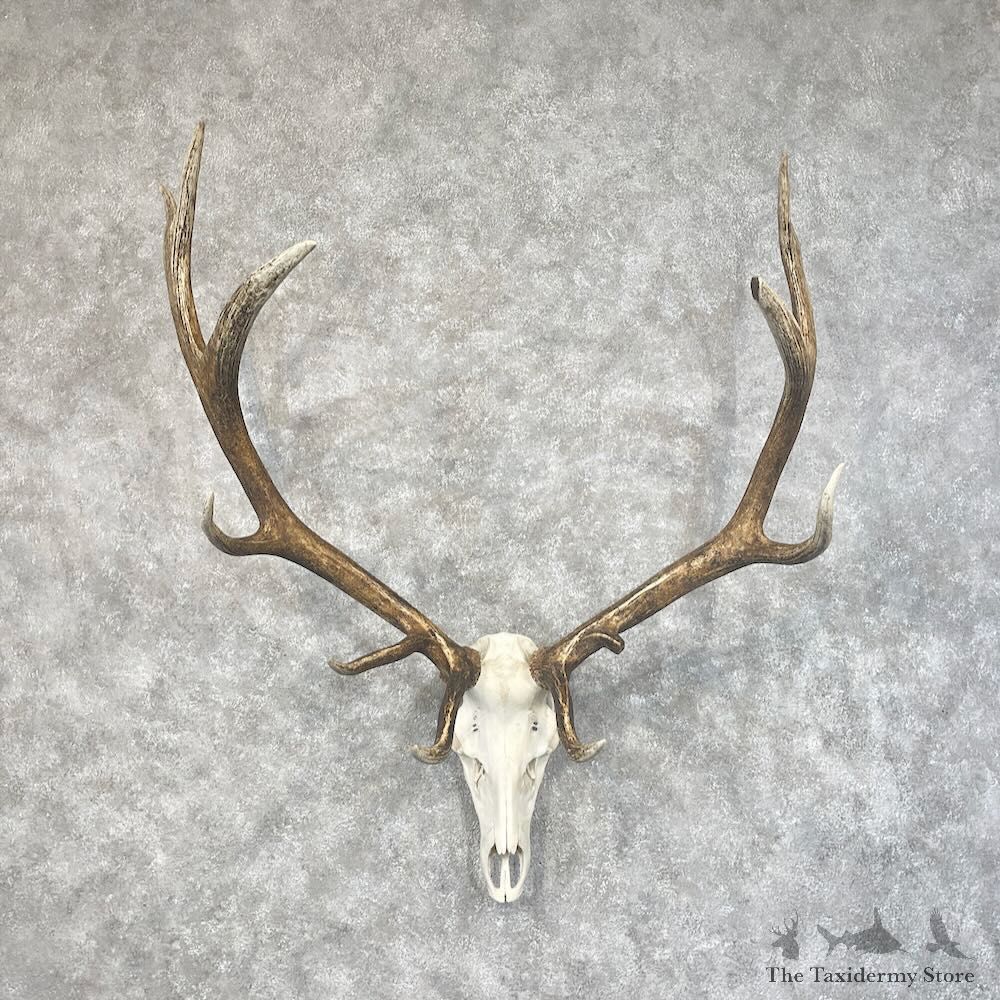 Rocky Mountain Elk Skull European Mount For Sale #28484 @ The Taxidermy Store