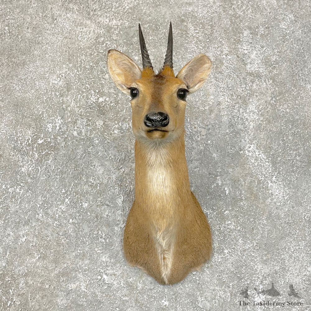 Bush Duiker Shoulder Mount For Sale #28919 @ The Taxidermy Store