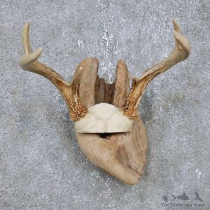 Whitetail Deer Antler Plaque Mount For Sale #14746 @ The Taxidermy Store