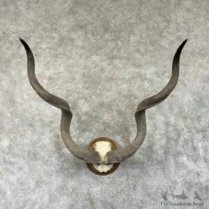 Southern Greater Kudu Horn Plaque For Sale #30785 @ The Taxidermy Store