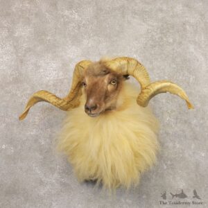 Corsican Ram Shoulder Mount For Sale #22158 @ The Taxidermy Store