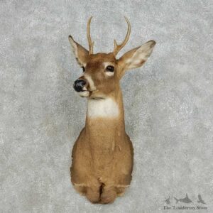 Whitetail Deer Taxidermy Shoulder Mount For Sale #14110 @ The Taxidermy Store