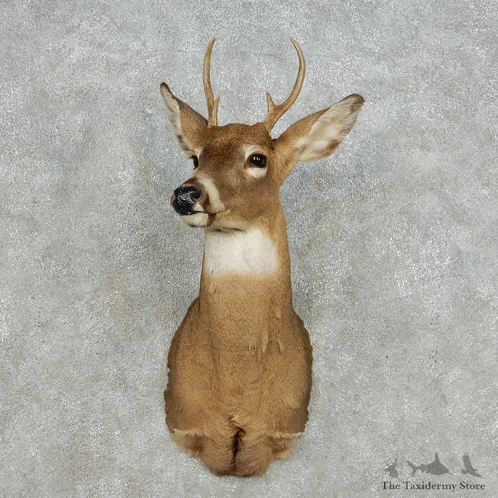 Whitetail Deer Taxidermy Shoulder Mount For Sale #14110 @ The Taxidermy Store