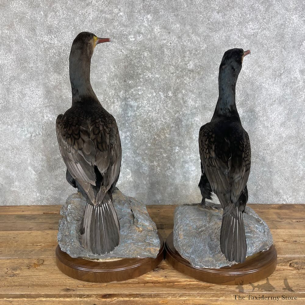 Japanese Cormorant Pair Mount For Sale #27963 @ The Taxidermy Store