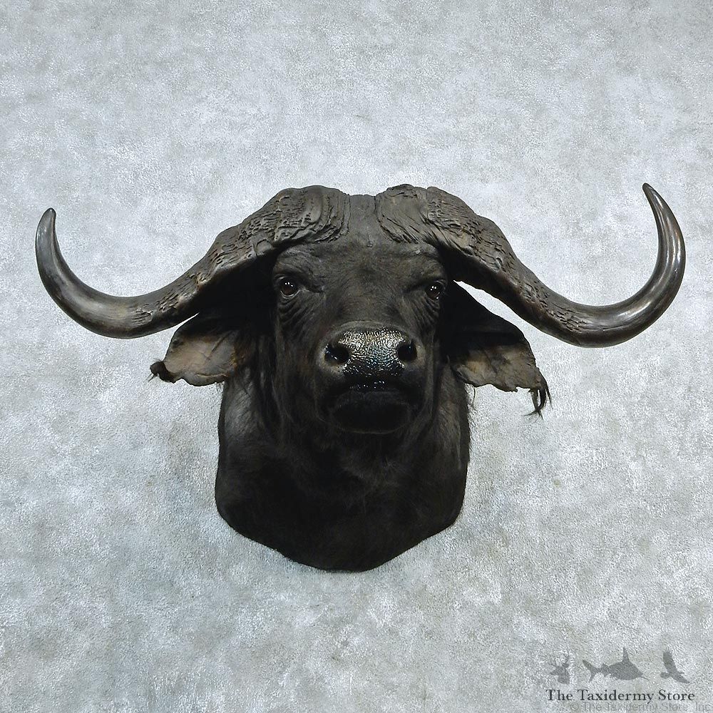 African Cape Buffalo Shoulder Taxidermy Head Mount #12735 For Sale @ The Taxidermy Store
