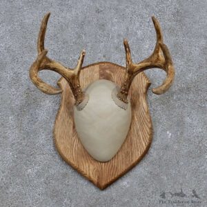 Whitetail Deer Antler Plaque Mount For Sale #15656 @ The Taxidermy Store