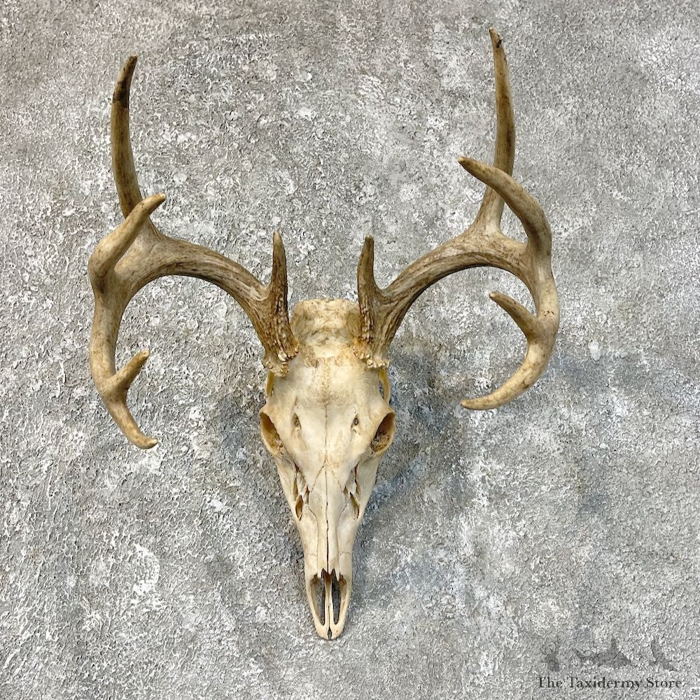Whitetail Deer Skull European Mount For Sale #25219 @ The Taxidermy Store