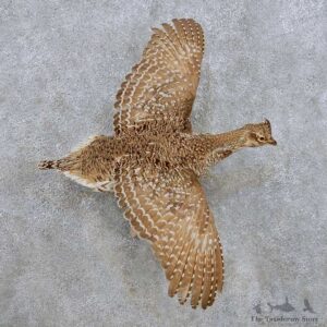 Flying Sharp-tailed Grouse Mount For Sale #14254 @ The Taxidermy Store
