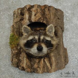 Raccoon Head Novelty Mount For Sale #16859 @ The Taxidermy Store