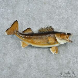 Walleye Pike Taxidermy Fish Mount #12792 For Sale @ The Taxidermy Store