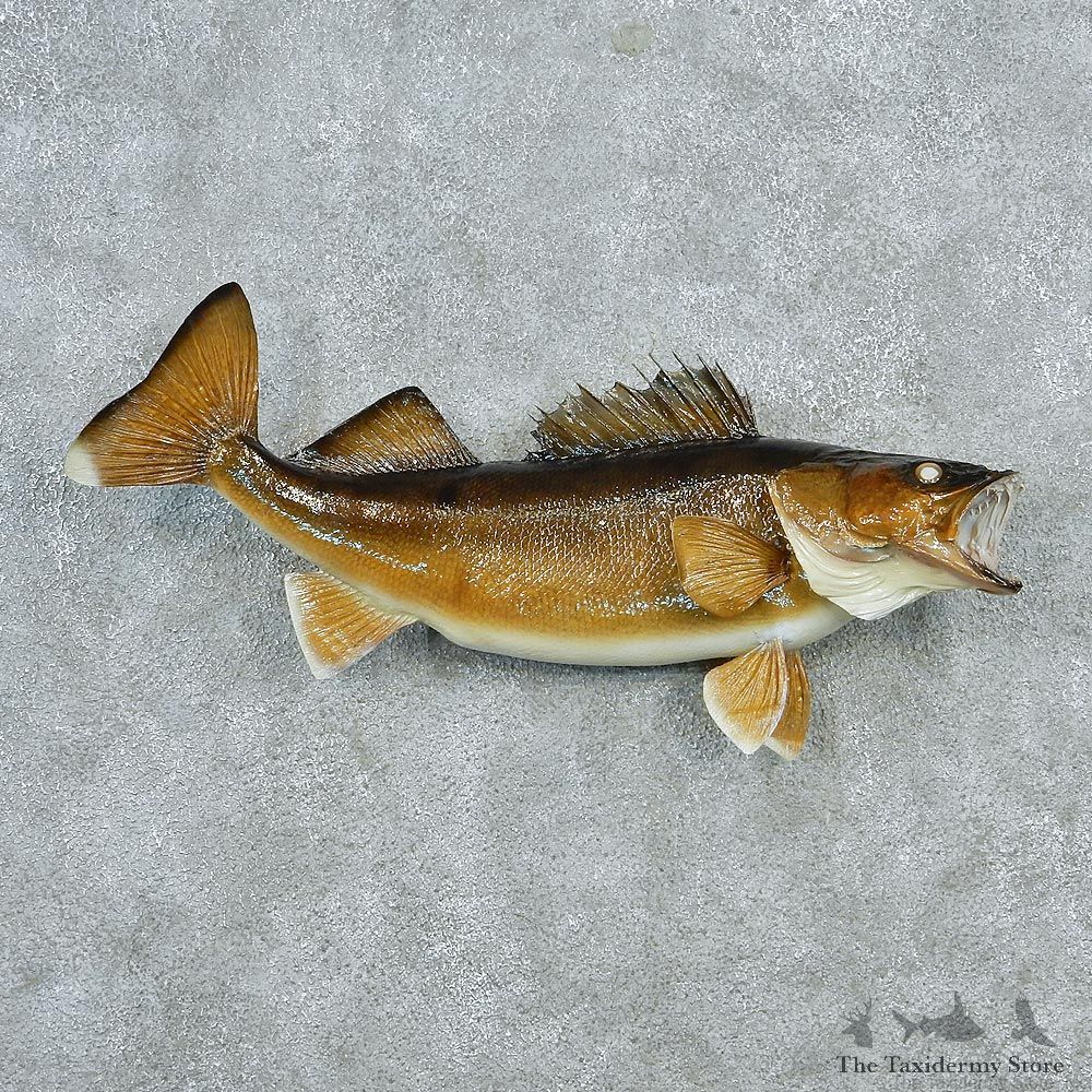 Walleye Pike Taxidermy Fish Mount #12792 For Sale @ The Taxidermy Store