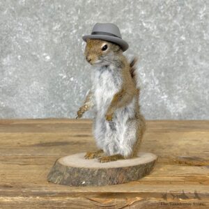 Hipster Squirrel Novelty Mount For Sale #24579 @ The Taxidermy Store