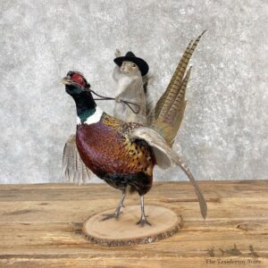Cowboy Squirrel & Ringneck Pheasant Novelty Mount For Sale #27123 @ The Taxidermy Store