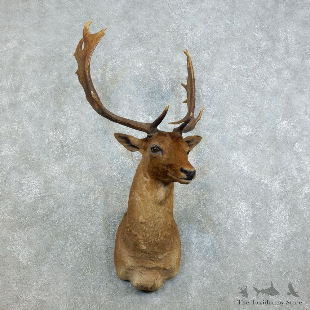 Fallow Deer Shoulder Mount For Sale #18534 @ The Taxidermy Store