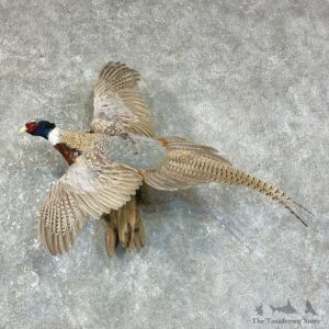 Ringneck Pheasant Bird Mount For Sale #25697 @ The Taxidermy Store