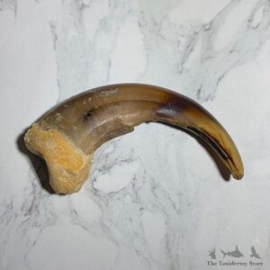 Grizzly Bear Claw For Sale #23777 - The Taxidermy Store