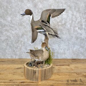 Pintail Duck Pair Bird Mount For Sale #30052 @ The Taxidermy Store