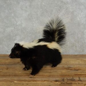 Life-Size Skunk Taxidermy Mount #17067 For Sale @ The Taxidermy Store
