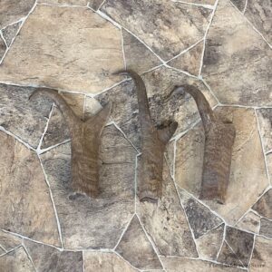 Pronghorn Antelope Horn Craft Pack For Sale #22010 @ The Taxidermy Store