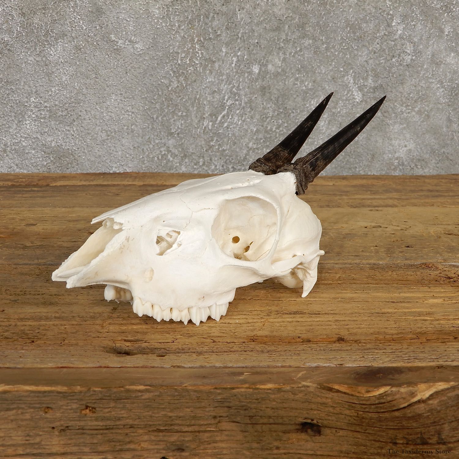 Bush Duiker Skull & Horn European Mount For Sale #19928 @ The Taxidermy Store