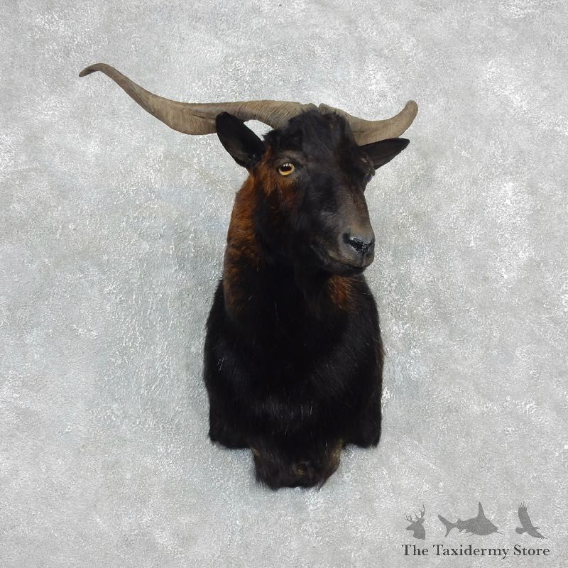 Catalina Goat Shoulder Mount For Sale #17915 @ The Taxidermy Store