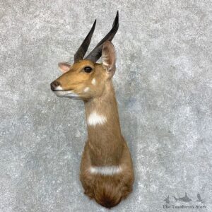 Cape Bushbuck Shoulder Mount For Sale #23559 @ The Taxidermy Store