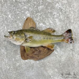 Largemouth Bass Fish Mount For Sale #26148 @ The Taxidermy Store