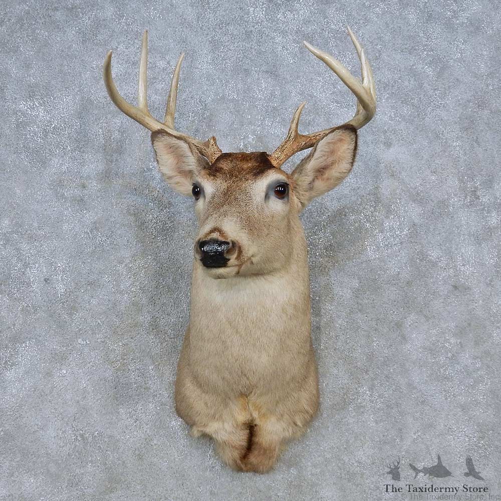 Whitetail Deer Shoulder Mount For Sale #14798 @ The Taxidermy Store