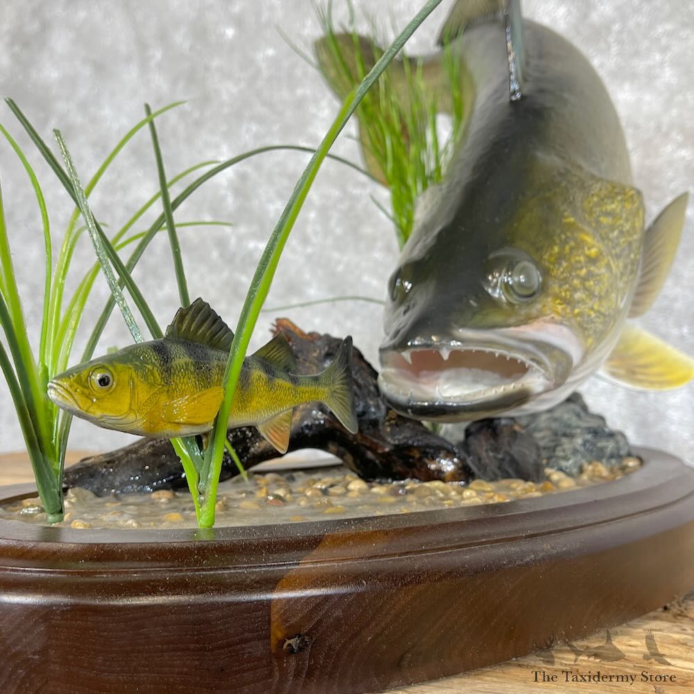 Walleye Fish Mount For Sale #28413 @ The Taxidermy Store
