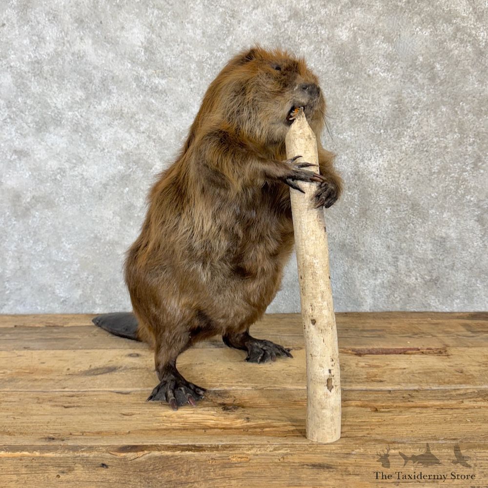 North American Beaver Mount For Sale #29975 @ The Taxidermy Store