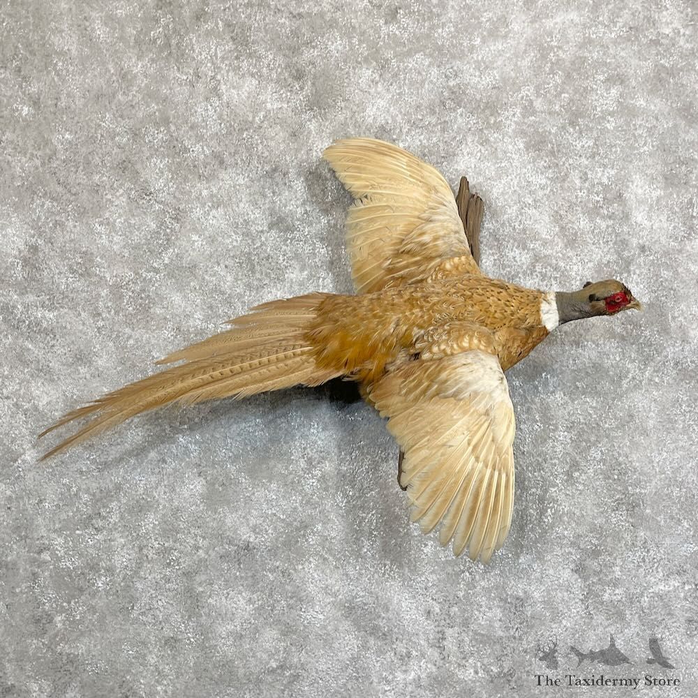 Buff Ringneck Pheasant Bird Mount For Sale #28071 @ The Taxidermy Store