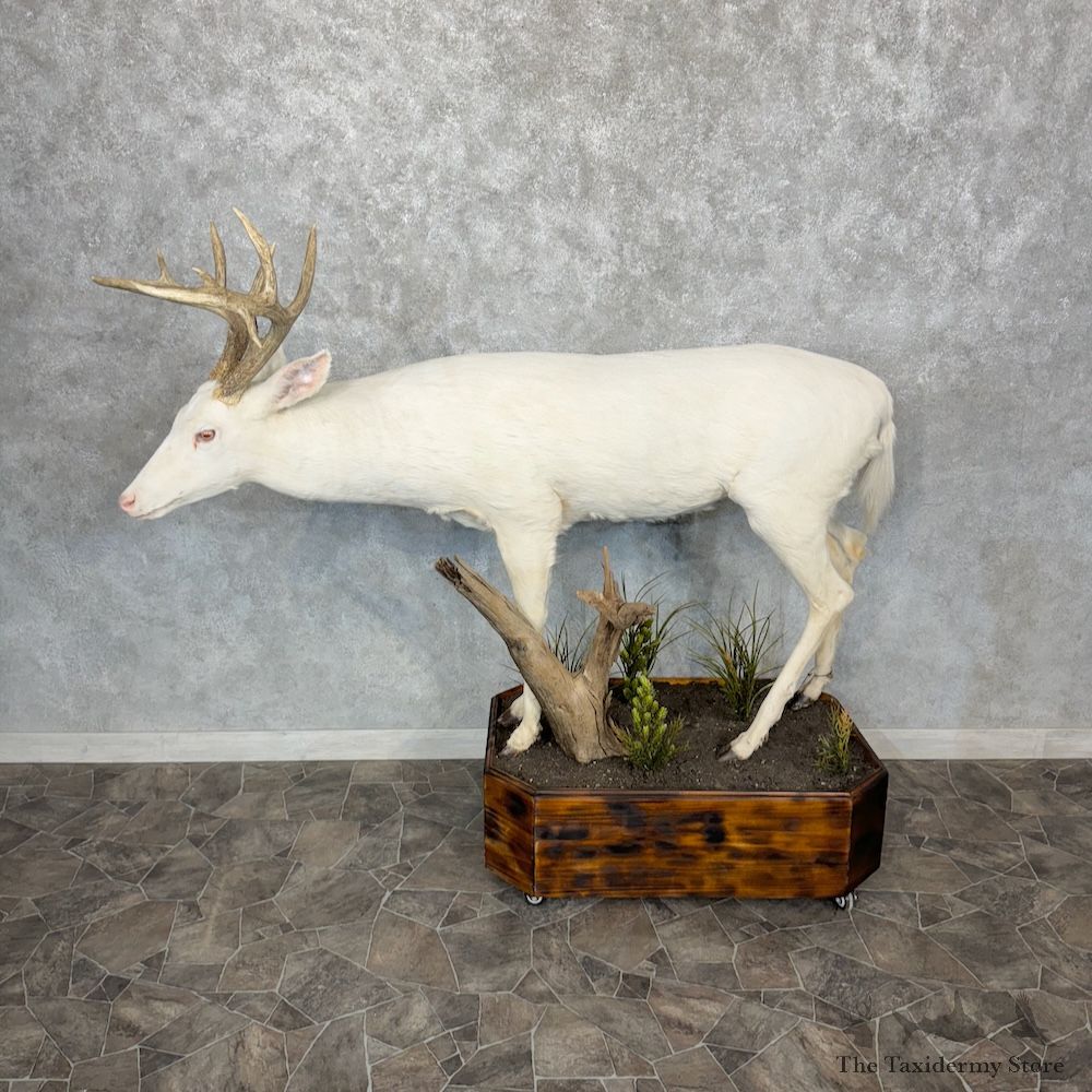 Albino Whitetail Deer Life-Size Mount For Sale #29354 @ The Taxidermy Store
