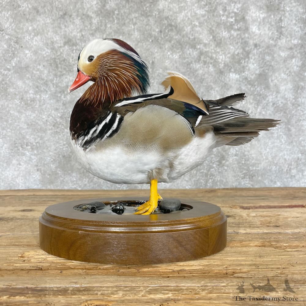 Mandarin Duck Bird Mount For Sale #28540 @ The Taxidermy Store