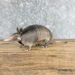 Armadillo Life-Size Mount For Sale #26559 @ The Taxidermy Store