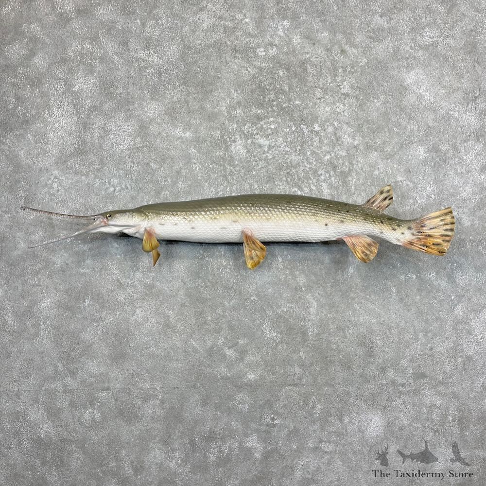 Longnose Gar Fish Mount For Sale #27429 @ The Taxidermy Store
