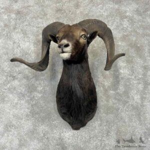 Black Hawaiian Ram Shoulder Mount For Sale #31755 @ The Taxidermy Store