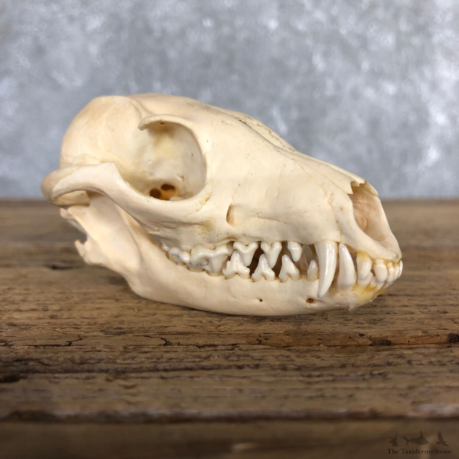 Grey Fox Full Skull Mount For Sale #19835 @ The Taxidermy Store