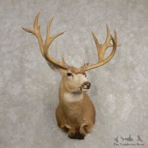 Mule Deer Taxidermy Shoulder Mount For Sale #20467 @ The Taxidermy Store