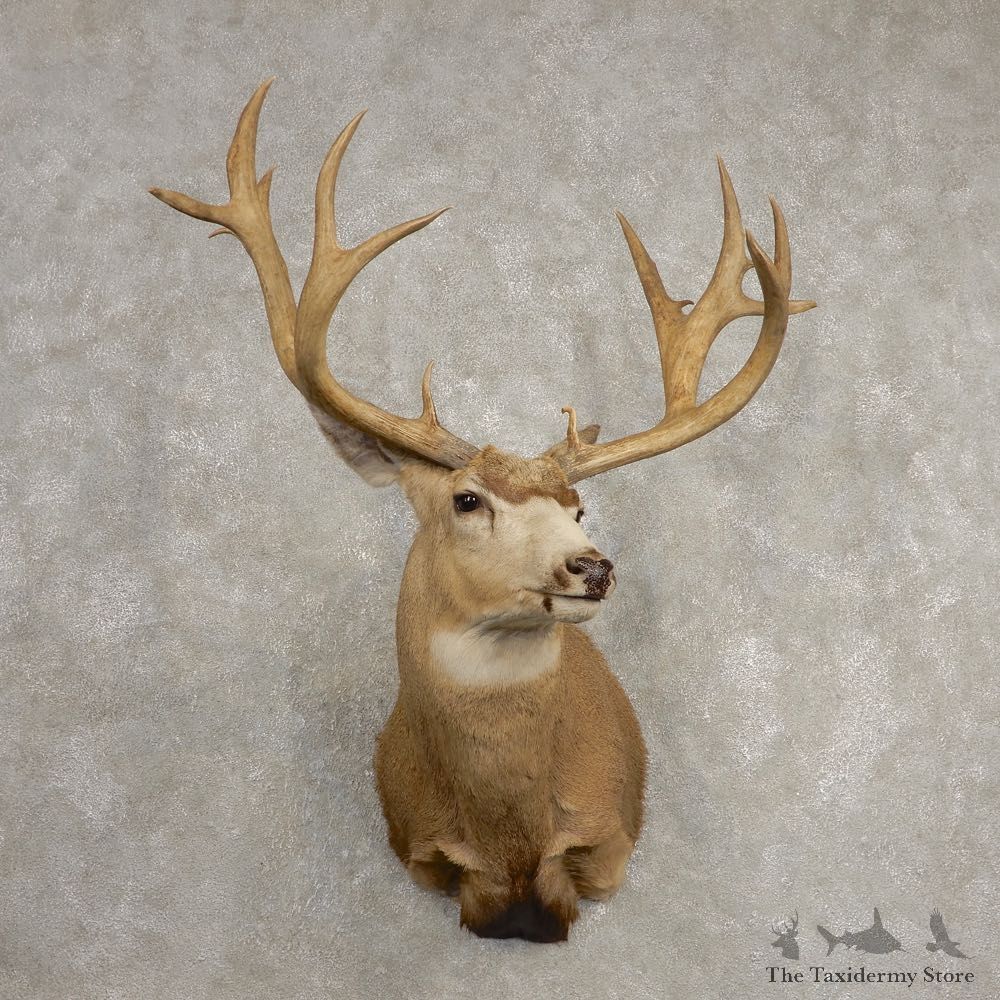 Mule Deer Taxidermy Shoulder Mount For Sale #20467 @ The Taxidermy Store