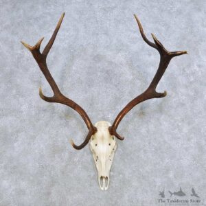 European Red Deer Skull Antler Mount For Sale #14417 @ The Taxidermy Store